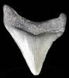 Juvenile Megalodon Tooth - South Carolina #39960-1